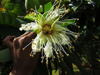 Duabanga Grandiflora – Evergreen Shade Tree Seeds