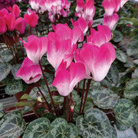 Cyclamen – Perennial Garden Flower Seeds