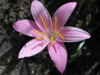 Rain Lily Zephyranthes Summertime Colorful Flower Bulb Seeds