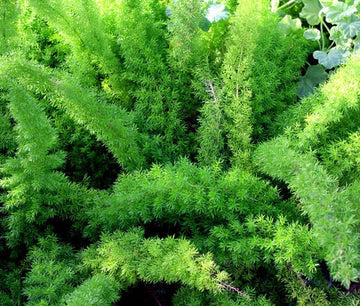 Asparagus Foxtail Fern Asparagus Densiflorus Meyeri – Ornamental Garden Seeds