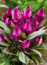 Cockscomb Afghan Brain Celosia – Magenta Purple Flower Seeds