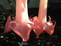 Brugmansia Ecuador Pink – Flower Seeds