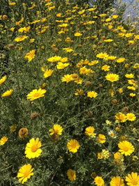 Garland Daisy Glebionis Coronaria – Colorful Garden Flower Seeds