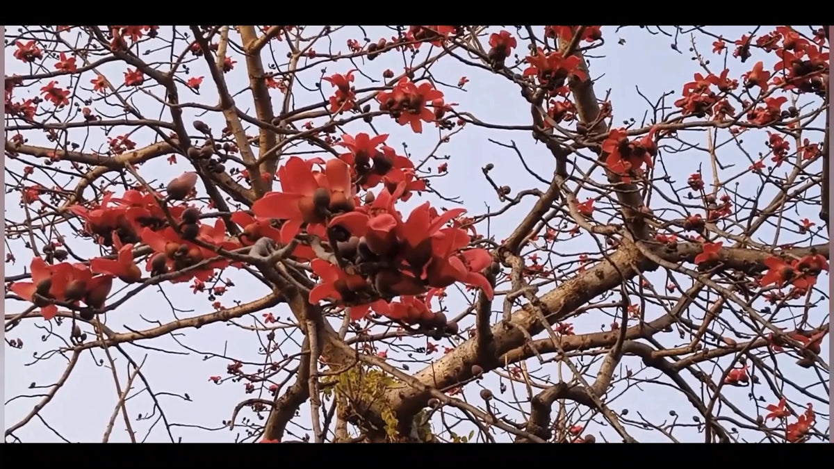 Bombax Ceiba – Red Silk Cotton Tree Seeds