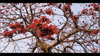 Bombax Ceiba – Red Silk Cotton Tree Seeds