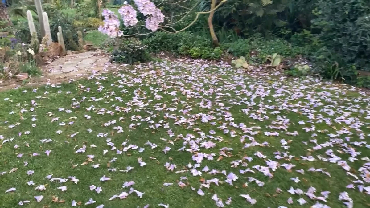 Princess Tree Paulownia Fortunei – Flowering Garden Tree Seeds