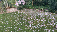 Princess Tree Paulownia Fortunei – Flowering Garden Tree Seeds