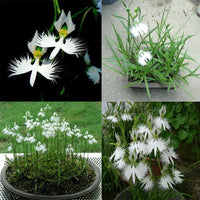 White Egret Orchid Habenaria Colorful Perennial Flower Seeds