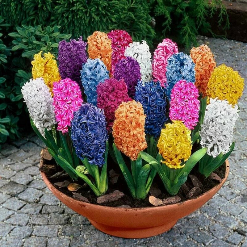 Knight’s Spur Hyacinth Mix – Garden Flower Seeds