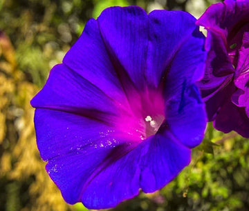 Morning Glory Grandpa Ott Ipomoea Purpurea – Climbing Garden Flower Seeds