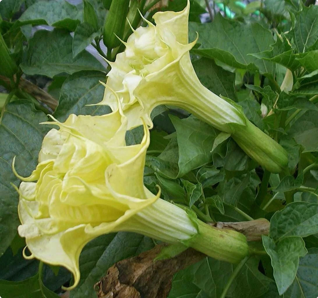 Datura Suaveolens Double Golden Queen Garden Flower Seeds