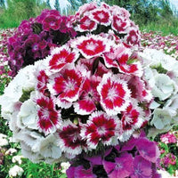Sweet William Tall Double Dianthus Seeds - Flower Seeds