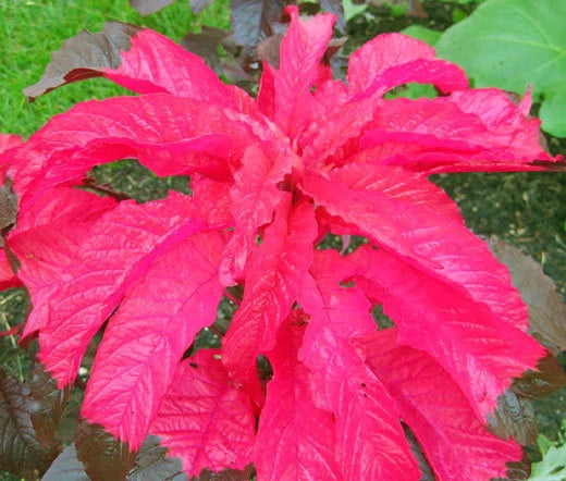 Amaranthus Molten Fire Amaranthus Tricolor – Vibrant Garden Flower Seeds