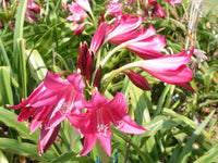 Crinum Lily Oh This Is Outrageous Jumbo Blooming-size Bulb New -