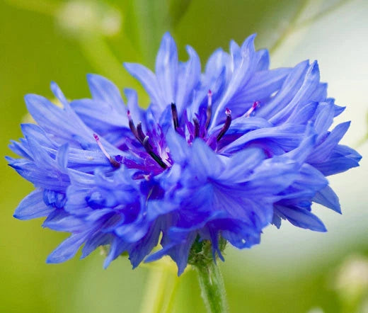 Cornflower Blue Centaurea Cyanus – Colorful Garden Flower Seeds