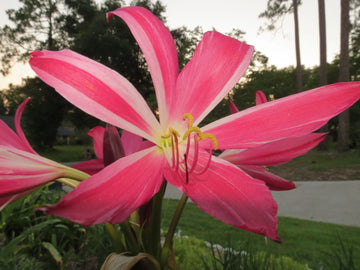Crinum Lily Infusion Medium-size Bulb New Hybrid - Flower Seeds