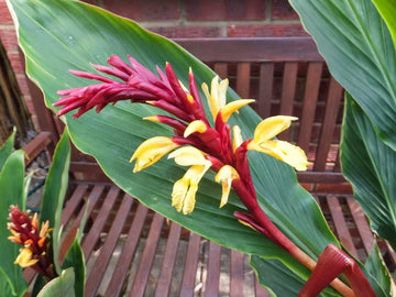 Cautleya Spicata Hardy Himalayan Ginger Chinese Butterfly Ornamental – – Product Image
