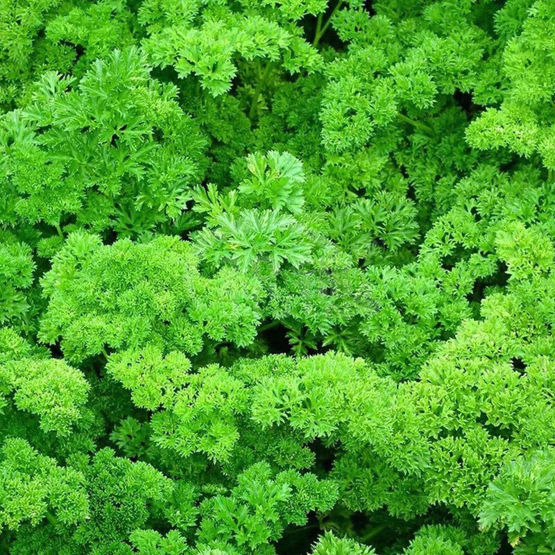 PARSLEY SEEDS MOSS CURLED Petroselinum crispum Herb Garden - Herb Seeds