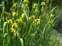 Yellow Flag Iris Iris Pseudacorus – Hardy Perennial Flower Seeds