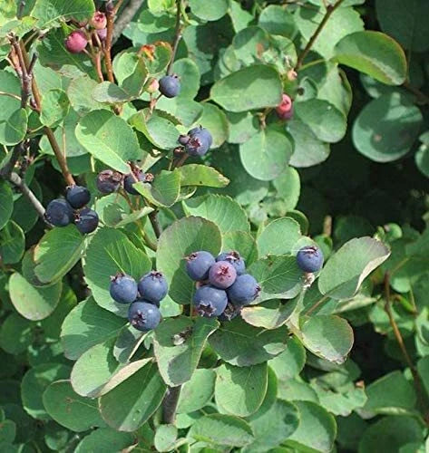 Saskatoon Serviceberry Amelanchier Alnifolia – Hardy Shrub Seeds