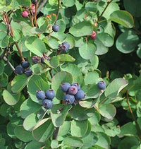 Saskatoon Serviceberry Amelanchier Alnifolia – Hardy Shrub Seeds