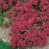 Perennial Sedum Summer Glory – Flower Seeds