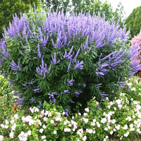 Lilac Chaste Tree Vitex Agnus Castus Fragrant Flower Seeds