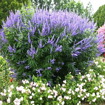 Lilac Chaste Tree Vitex Agnus Castus Fragrant Flower Seeds