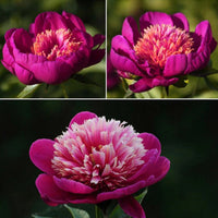 Peonies Double Peony Indoor Outdoor Houseplants Seeds - Garden Flower