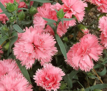 Carnation Chabaud La France Dianthus Caryophyllus – Perennial Garden Flower Seeds