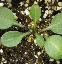 Mexican Hat Ratibida Columnifera – Drought Tolerant Flower Seeds