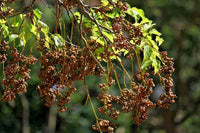 Japanese Raisin Tree Hovenia Dulcis – Fruit Tree Seeds