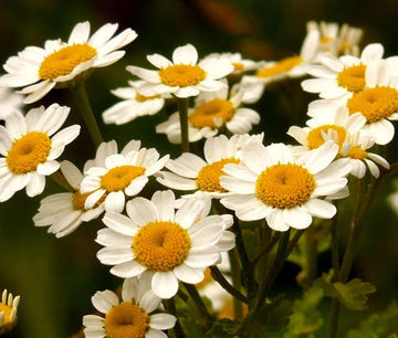 Feverfew Tanacetum Parthenium – Hardy Garden Flower Seeds