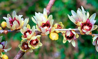 Chimonanthus Praecox Shrub Fragrant Wintersweet Hardy Allspice –