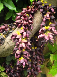 Mucuna Sempervirens – Ornamental Climbing Flower Seeds