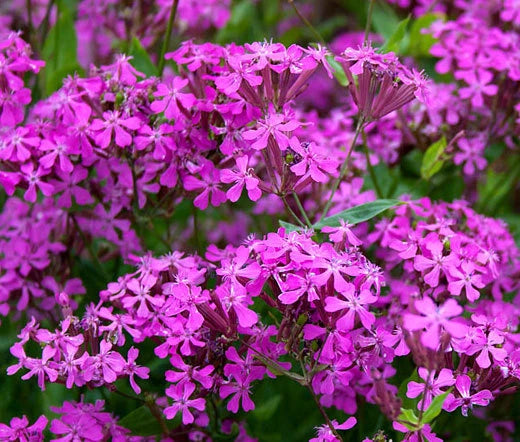 Catchfly Non-So-Pretty Silene Armeria – Hardy Garden Flower Seeds