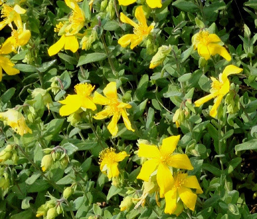 St. John’s Wort Trailing Hypericum – Hardy Flowering Ground Cover Seeds