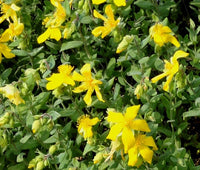 St. John’s Wort Trailing Hypericum – Hardy Flowering Ground Cover Seeds