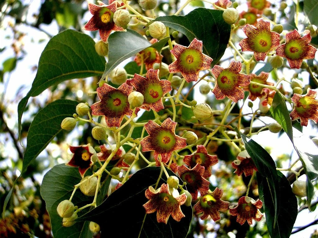 Kurrajong Bottle Tree Brachychiton Populneus Flowering Tree Seeds