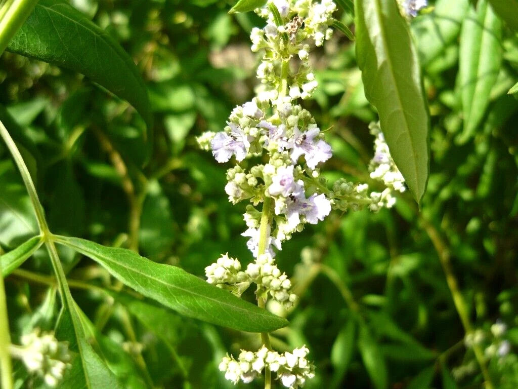 Chinese Chaste Tree Vitex Negundo – Perennial Flower Seeds