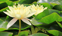 American Lotus Yellow Water Garden Flower Seeds