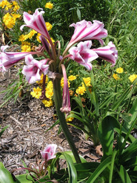 Crinum Lily Candy Twist Medium-size Bulb New - Flower Seeds