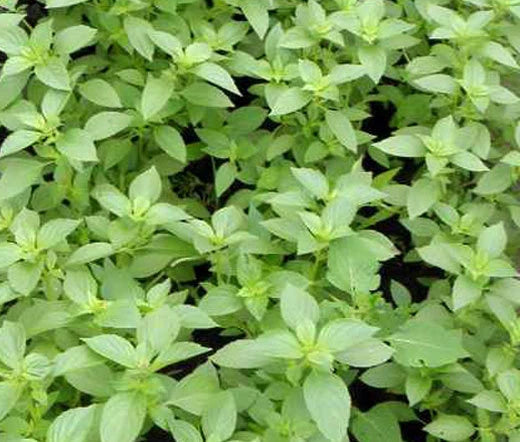 Basil Lemon Ocimum Basilicum – Herb Garden Seeds
