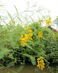 Sesbania Bispinosa Seeds Edible Multi Purpose Shrub Prickly Seban – Garden Flower Seeds