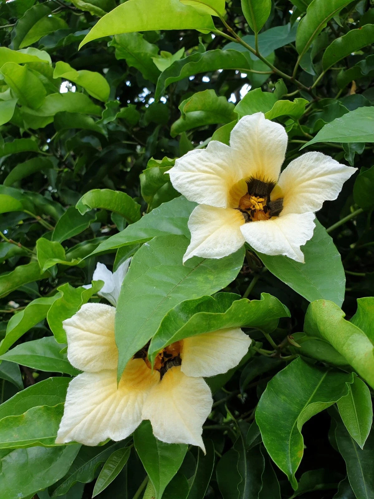 Momordica Cochinchinensis – Flower Seeds