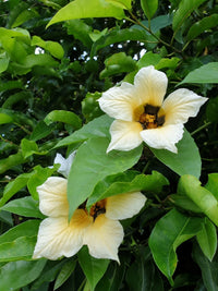 Momordica Cochinchinensis – Flower Seeds