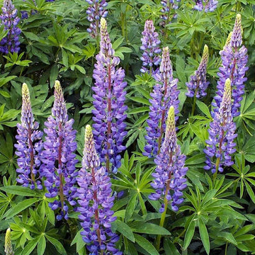 Perennial Lupine – Hardy Wildflower Garden Seeds
