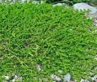 Green Carpet Herniaria Glabra Ground Cover Garden Seeds