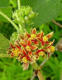 Edible Mallow Grewia Villosa Garden Shrub Seeds