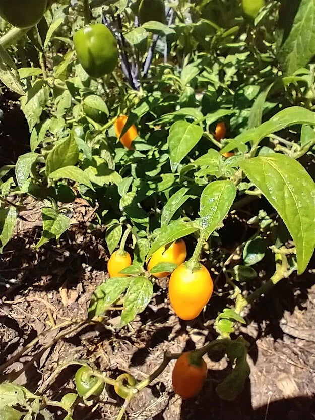 Honey Badger Manzano Rocoto Chili – Vegetable Garden Seeds